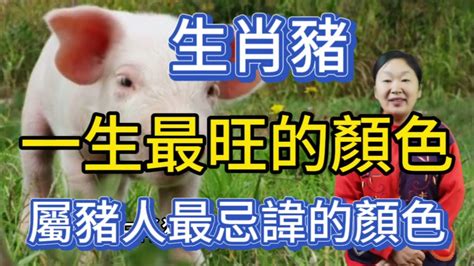 屬豬的幸運色|【屬豬 顏色】速查2024屬豬運勢指南：幸運色、財位、禁忌